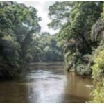 Conserving Gola forest: Sierra Leone and Liberia unite for peace, sustainability