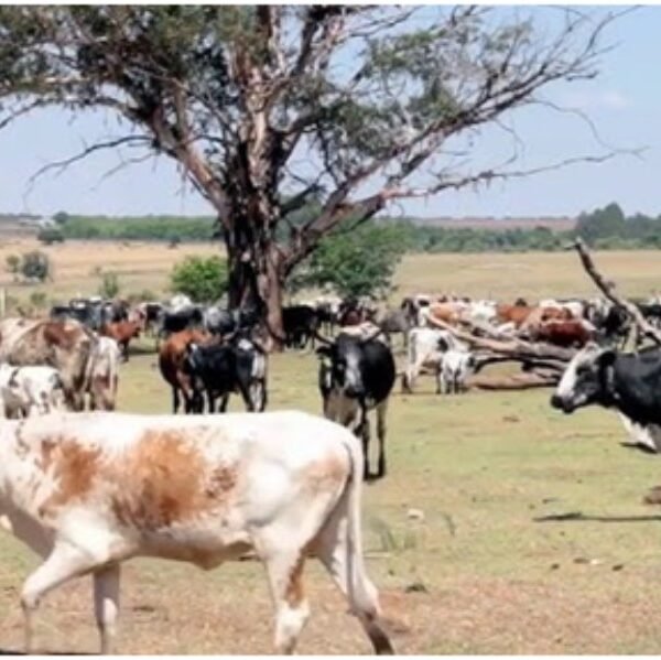 MAMAKA FARMERS DECRY DESTRUCTION OF FARM LANDS, CROP BY CATTLE