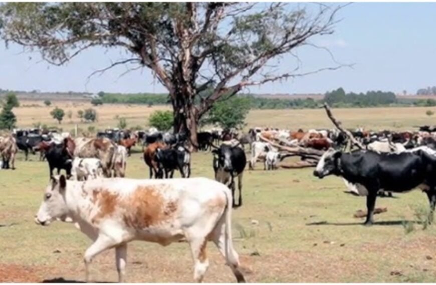 MAMAKA FARMERS DECRY DESTRUCTION OF FARM LANDS, CROP&hellip;